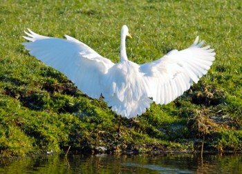 witte-reiger-9-small