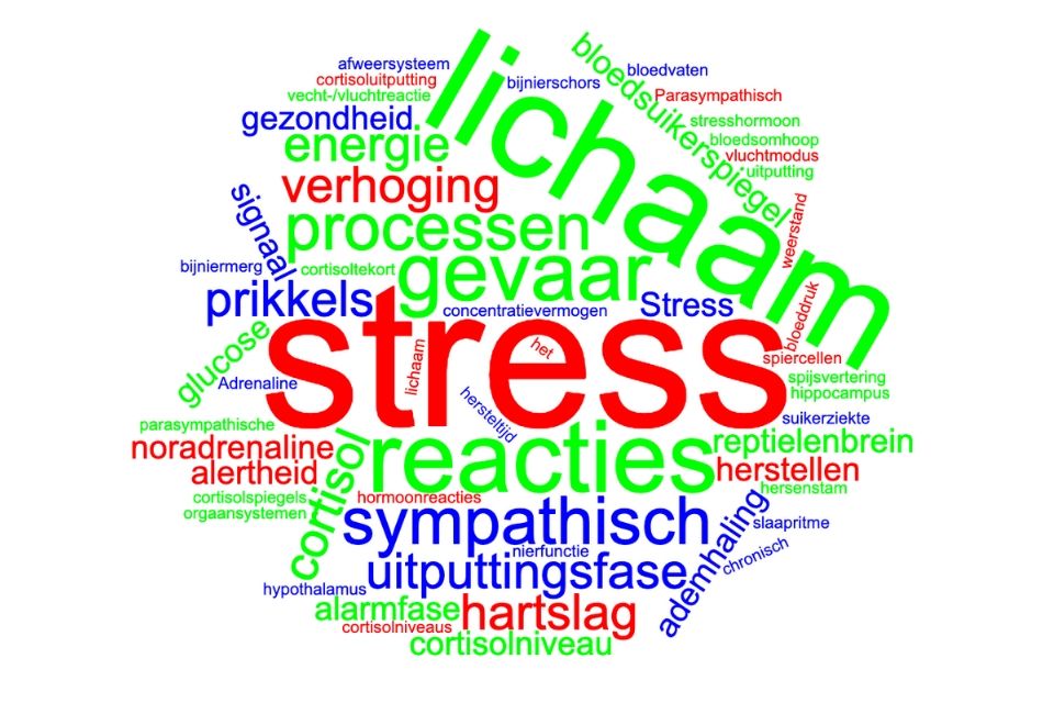 sympathisch-zenuwstelsel-en-stress